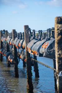 Smitvis: oester hatchery