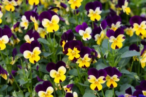 eetbare bloemen: viooltjes