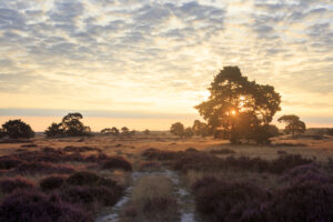 Veluwe in Gelderland