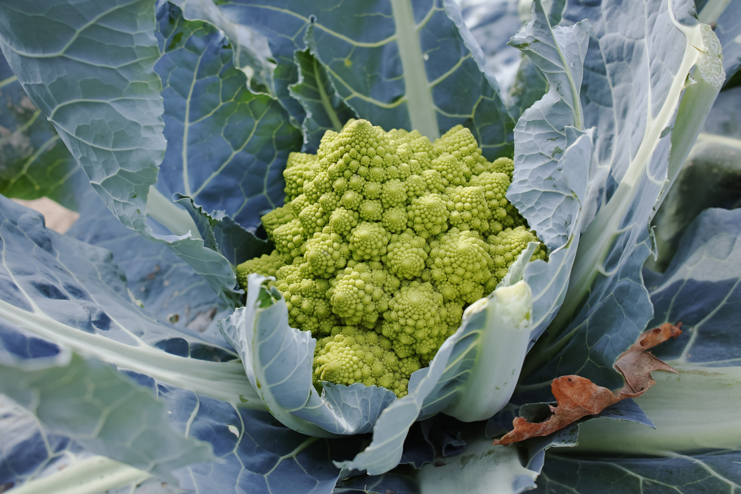 Forgotten vegetables: what is romanesco and how to prepare it  – Culinary Ambiance